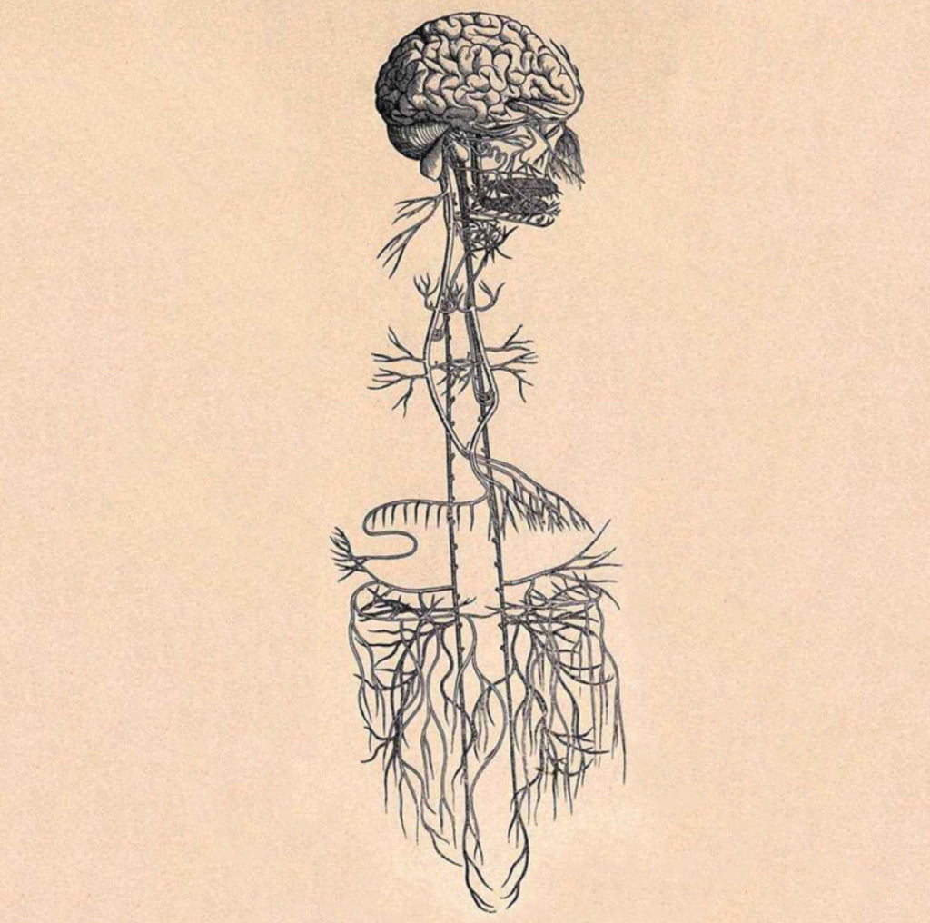 The Healing Capacity of the Vagus Nerve