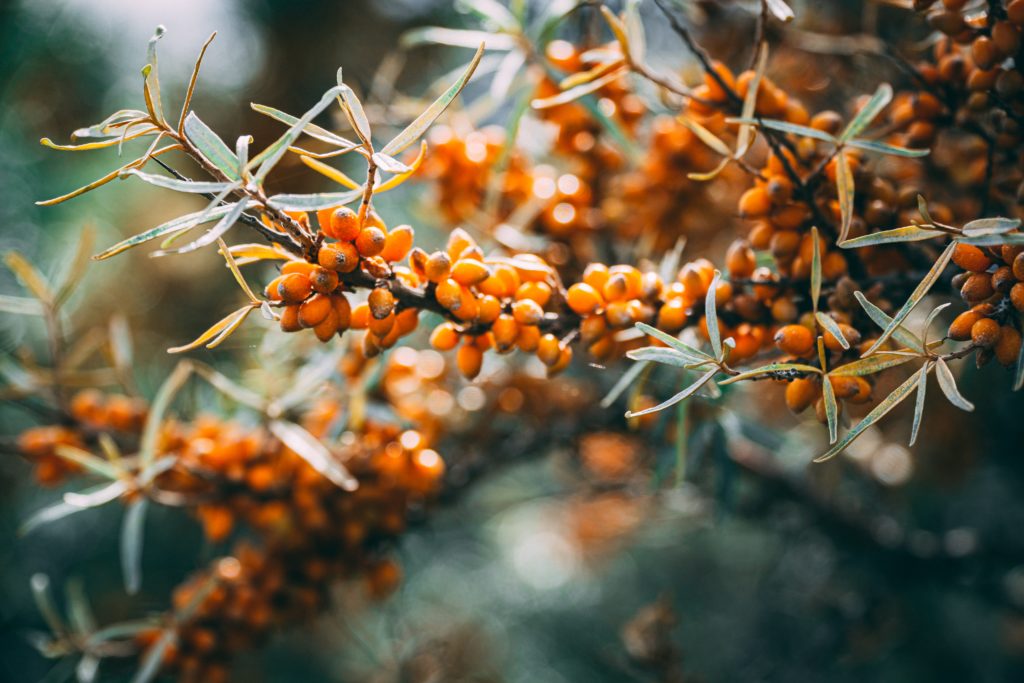 Dryness Relief with Sea Buckthorn