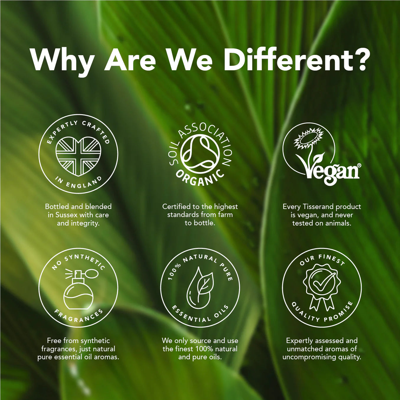 Organic Tea Tree Essential Oil