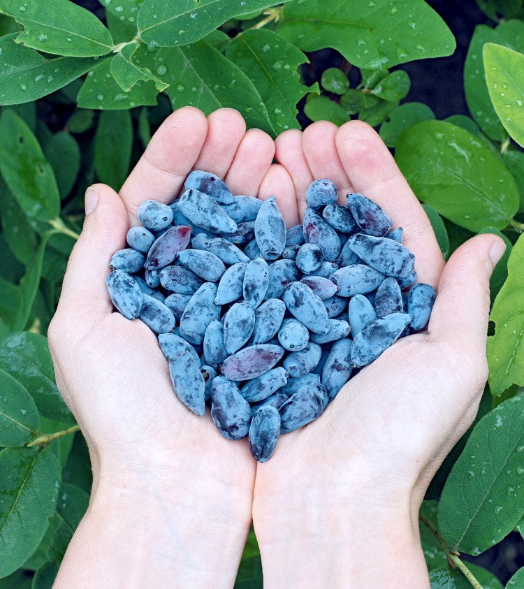 Haskapa Organic Superfood Berry Powder