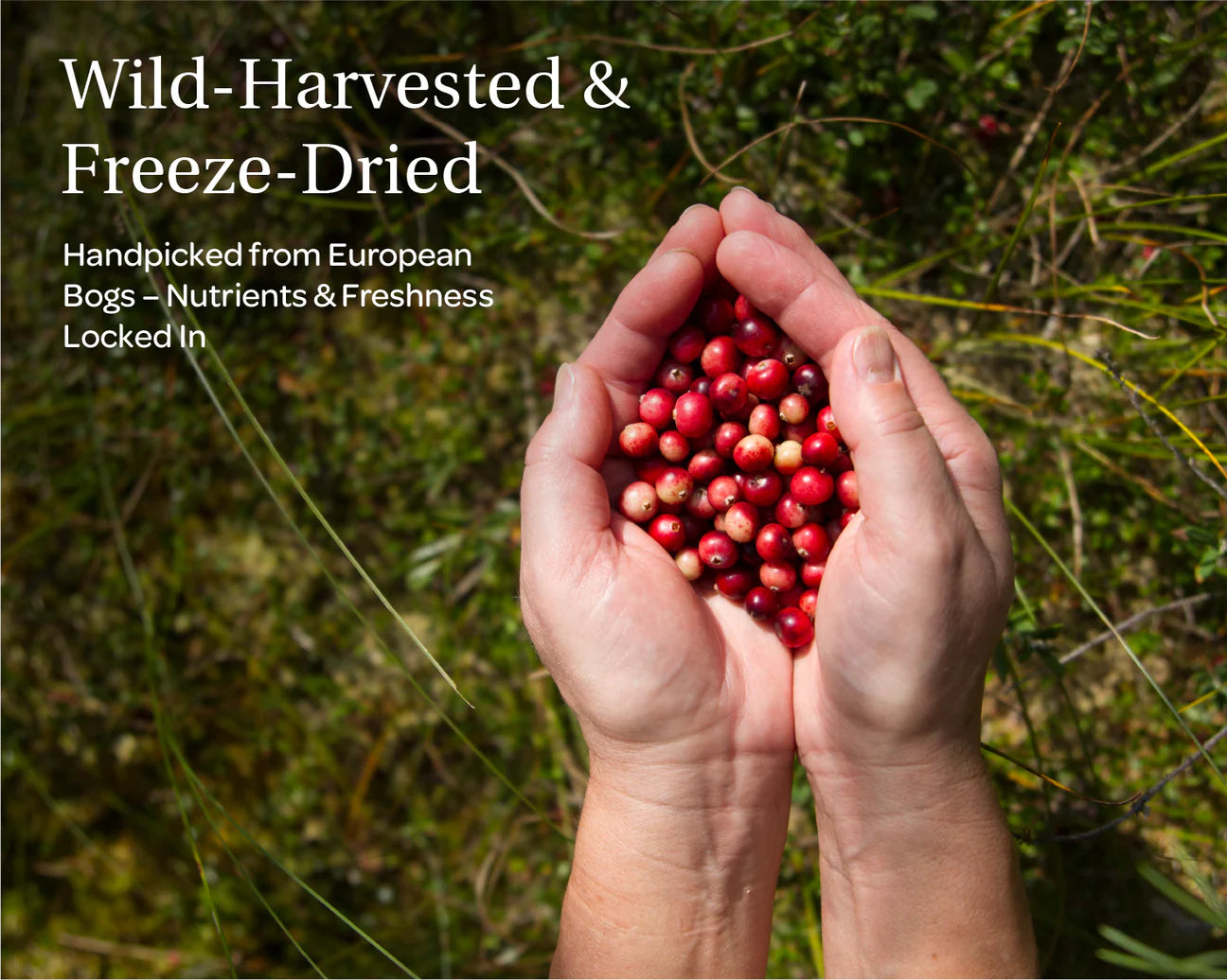 Organic Wild Cranberry Powder