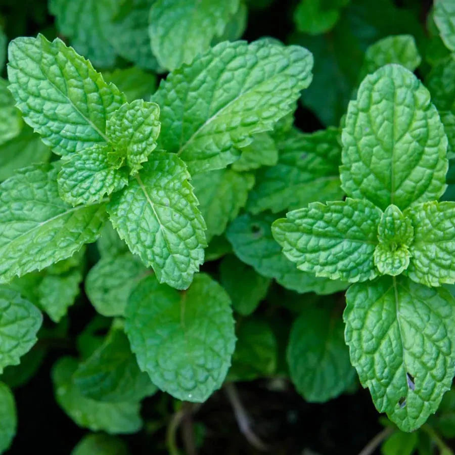 Hydroxyapatite Cattle Bone & Egg Shell Tooth Powder