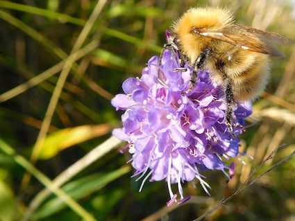TB, the Devils Bit Scabious and Immunity