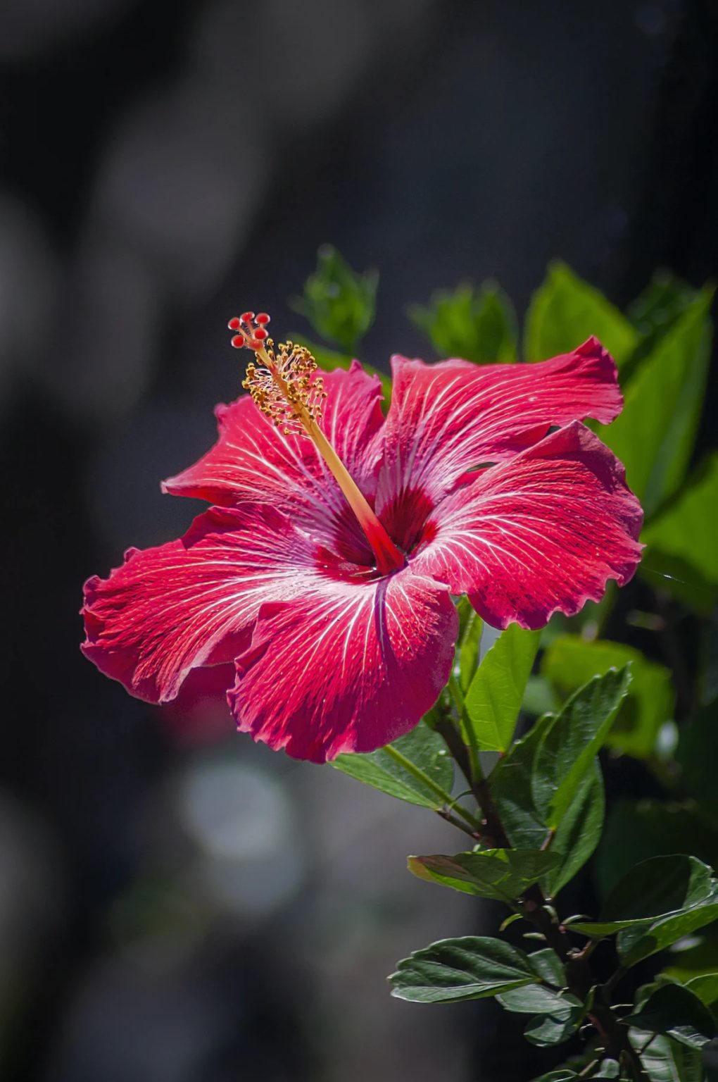 Hibiscus Tea – Help for High Blood Pressure