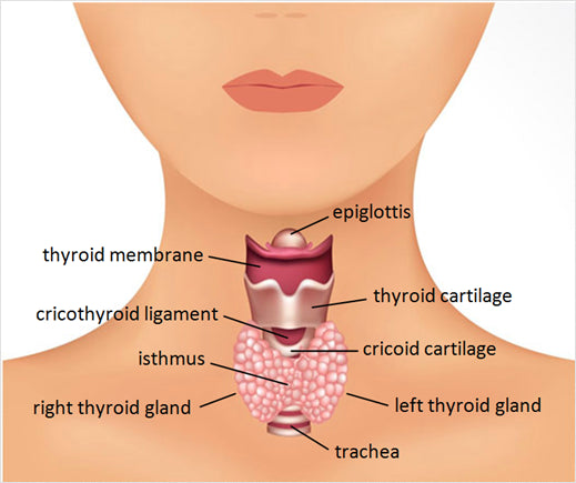 What if its your Thyroid?
