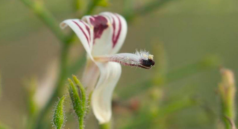Andrographis Rothii Andrographis for Immunity, Inflammation, Infections and More – Botanica ...