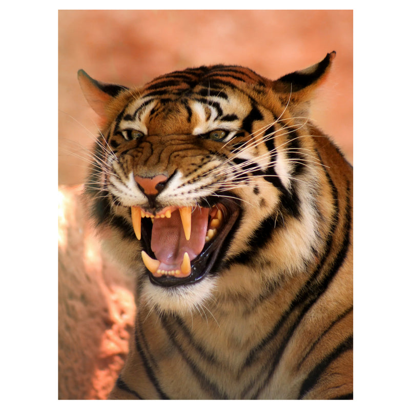 Surviving the sabre toothed tigers