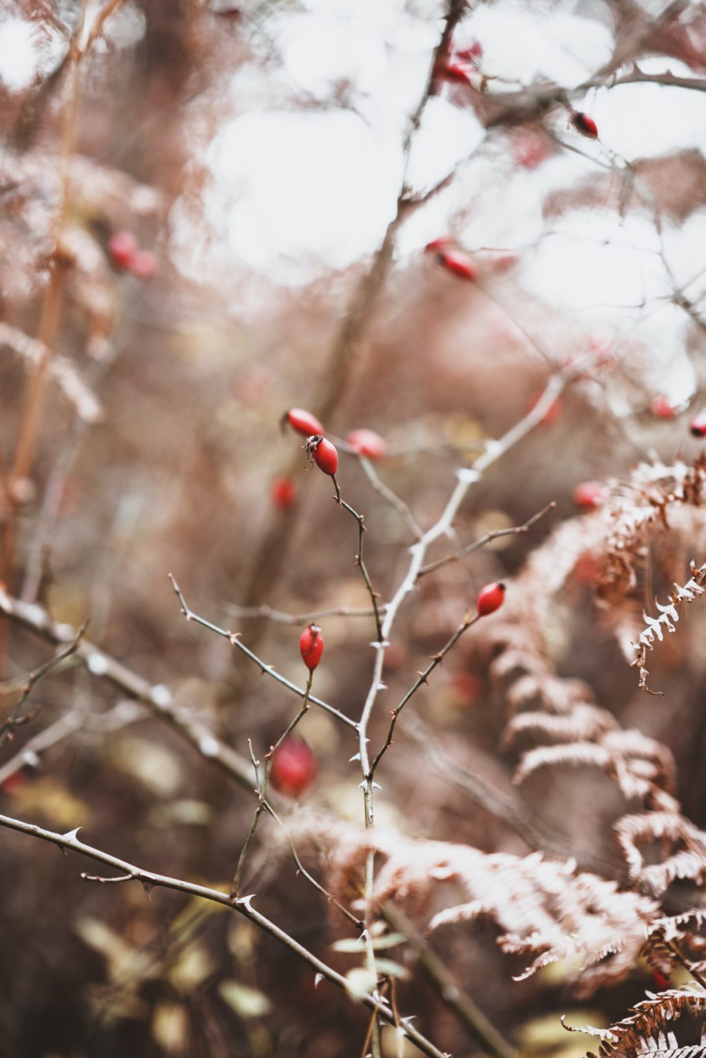 Vitamin C Rich Rosehip Syrup Recipe