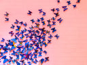 Butterflies and SSRI’s