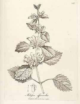 Lemon Balm a Herb for the Nerves