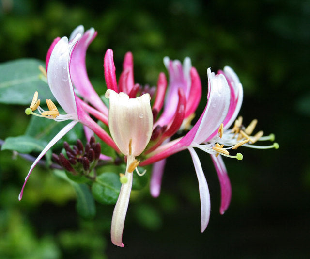 The Astounding Benefits of Honeysuckle Tea