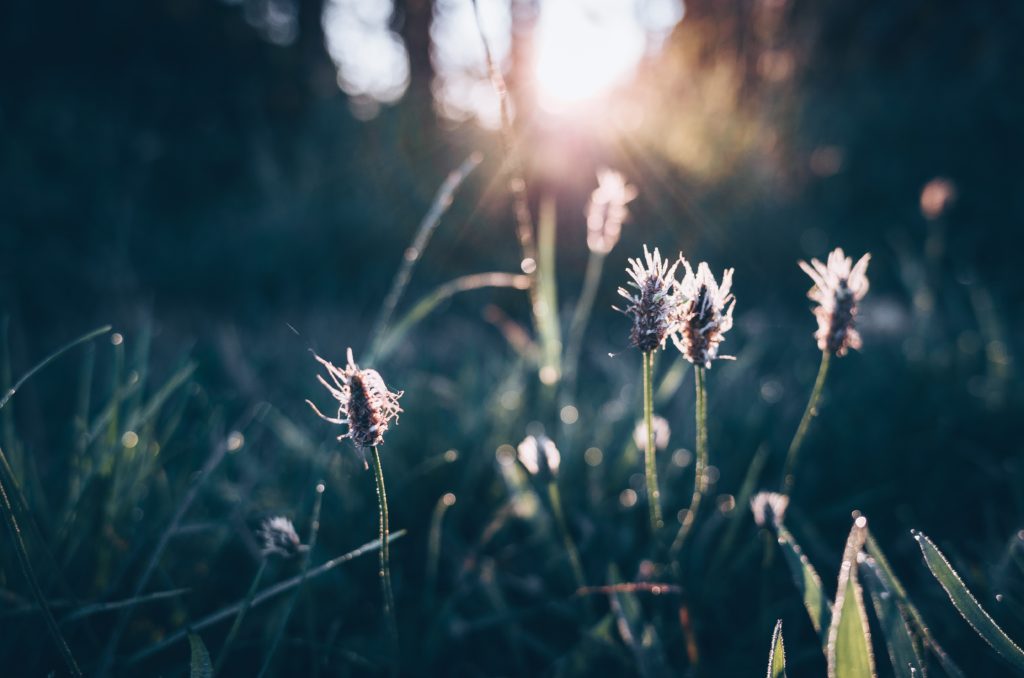 Ribwort Medicinal Properties