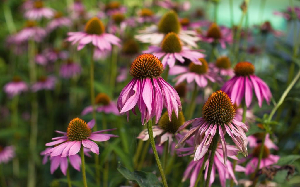 Could Echinacea Have Saved Lives During the Pandemic?