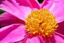 Cervical Cancer Susceptibility and Ways to Support Cervical Health