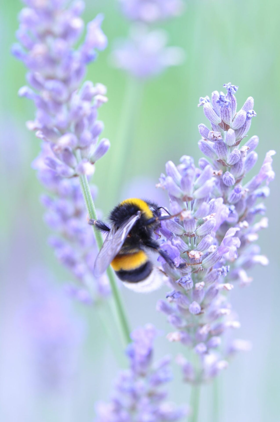 Summer Lavender and Lemon Cordial Recipe