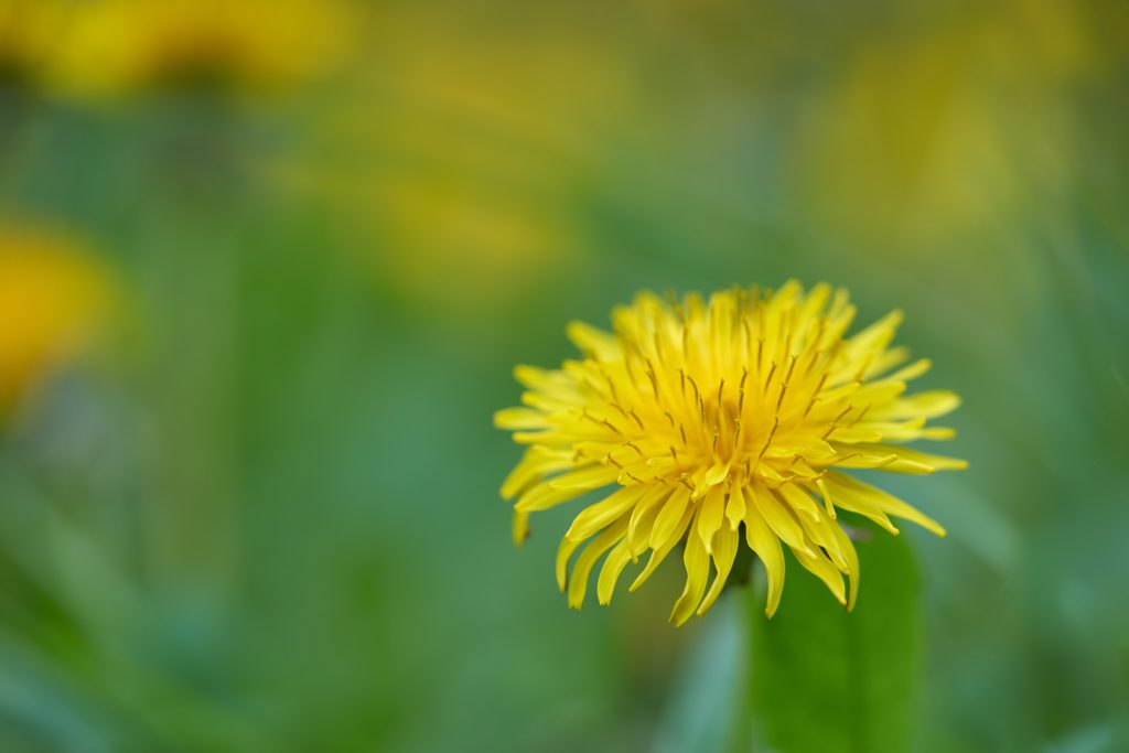 Covid-19 and Dandelions – Part 2 by Brian Lamb
