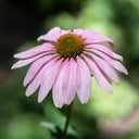 Organic Echinacea 50/50 Tincture