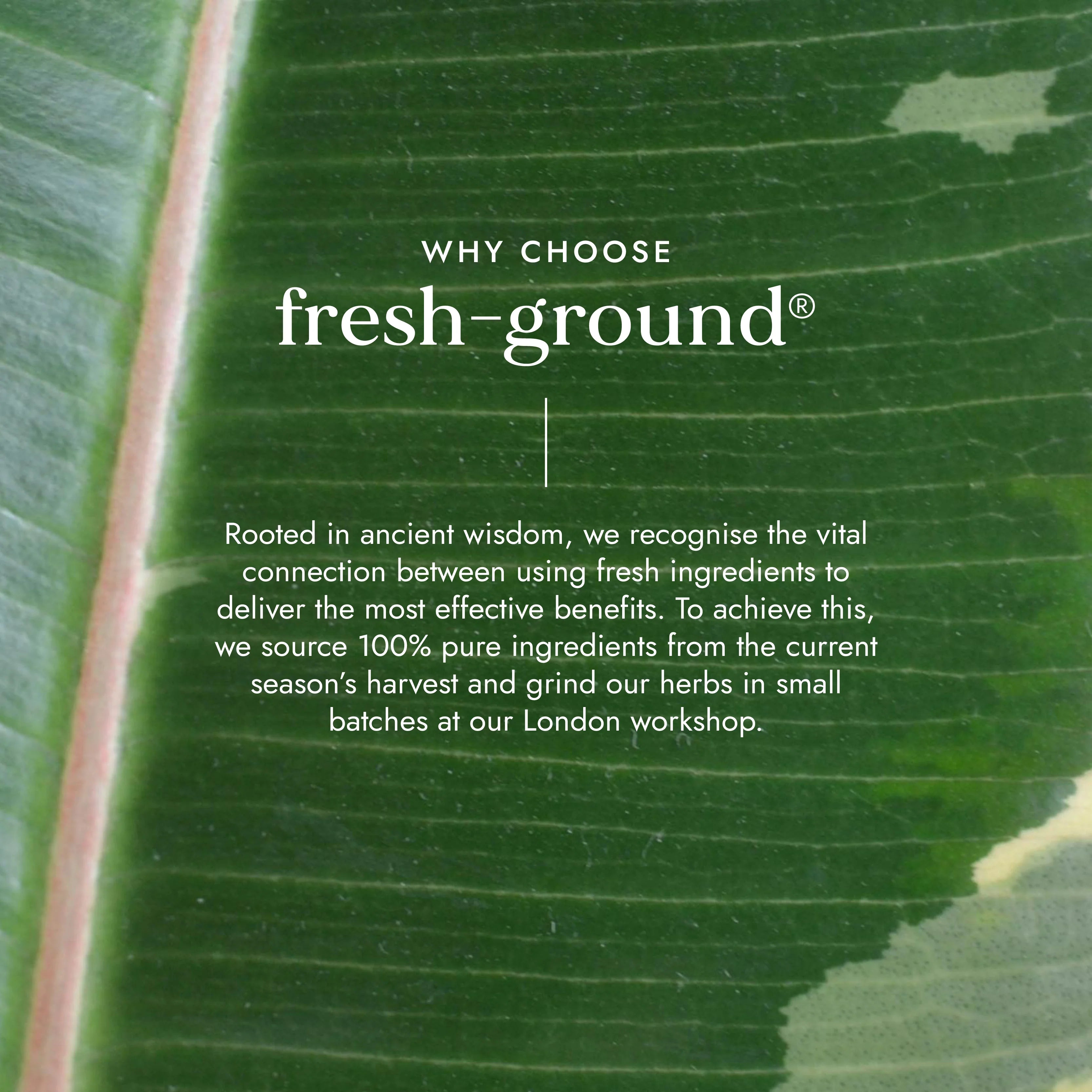 Organic Tulsi (Holy Basil)