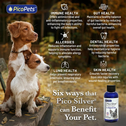 Pico Silver by PicoPets