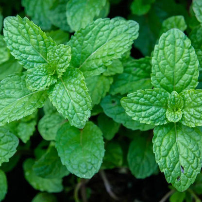 Hydroxyapatite Cattle Bone & Egg Shell Tooth Powder