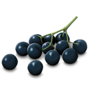Immune Support